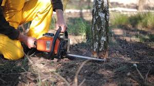 Reliable Farmingdale, NJ Tree Care Solutions