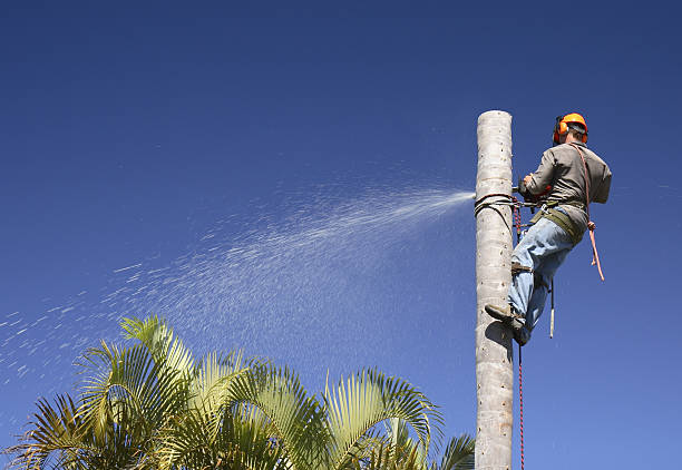 Best Root Management and Removal  in Farmingdale, NJ
