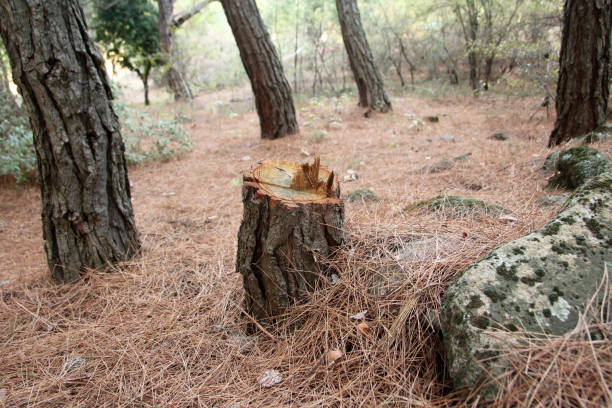 Best Leaf Removal  in Farmingdale, NJ