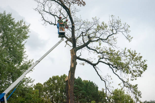 How Our Tree Care Process Works  in  Farmingdale, NJ